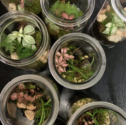 Handgemaakte terraria met mos en planten in glazen potten